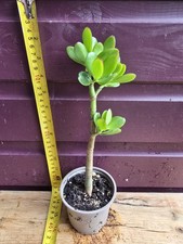 Crassula ovata Plant, Money