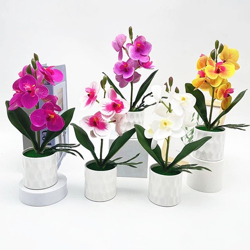 Phalaenopsis orchid potted - phalaenopsis,