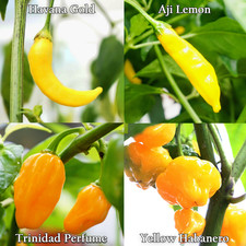 Mellow Yellow Chilli Seed Set