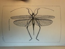 British Butterflies, Moths &