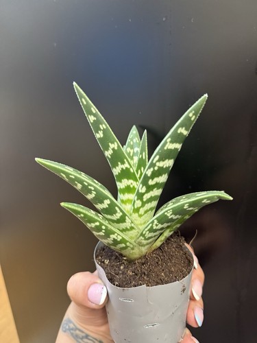 Aloe variagata succulent - aloe,