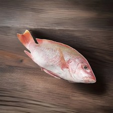 Fresh Red Snapper Fish –