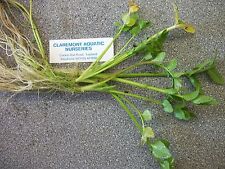 Oenanthe fistulosa (Water Dropwort) British native/Wildlife bare root pond plant