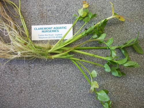 Oenanthe fistulosa water - fistulosa, (water