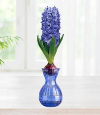 Delft Blue Hyacinth Vase & Bulb Gift Set Fragrant Flowering Hyacinth Bulb 15/16