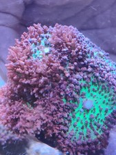 st Thomas mashrooms heads  soft coral marine WYSIWYG 