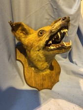 Antique Taxidermy Fox Head on