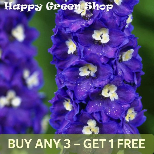 Delphinium seeds pacific giant - delphinium,