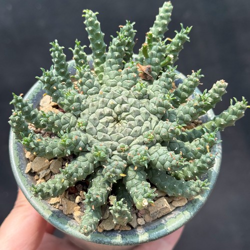 10cm succulent cactus - succulent,