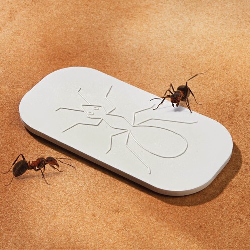 Ant bait plate - ant, for
