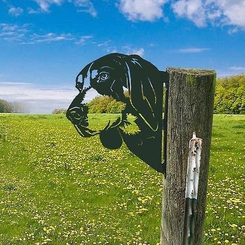 Funny metal farm animal - funny, fence