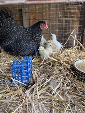 12 x FERTILE CHICKEN eggs4saleFREE✅RANGE LOVELY Pot Luck Mixed breedsb2