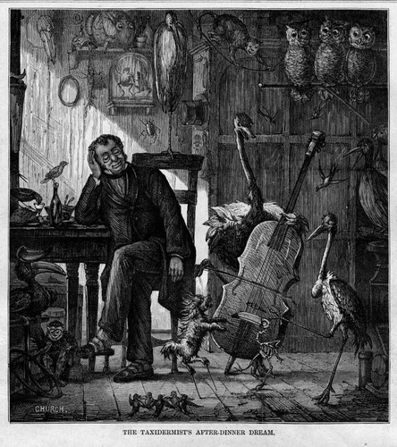 Taxidermist after dinner - taxidermist's, after-dinner