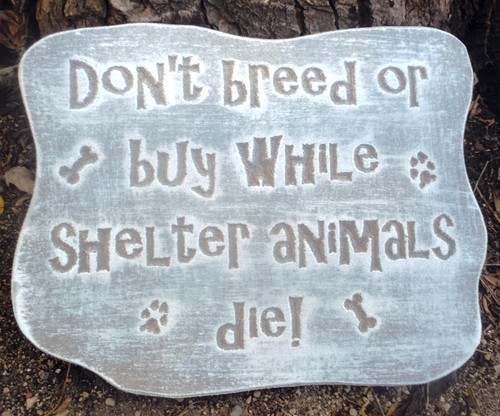 Shelter cat dog pet - , plaque