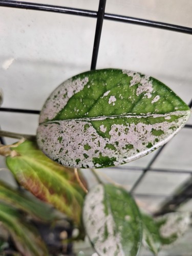 Hoya wilbur graves fresh - hoya,