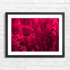 Vibrant Red Poppy With Purple