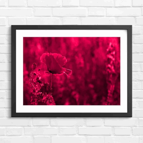 Vibrant red poppy with - vibrant,