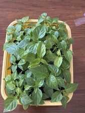 African Naga Chilli Plug Plant