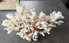 Vintage Acropora Tabletop