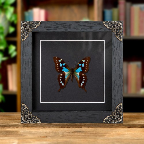Tropical blue swallowtail - tropical,