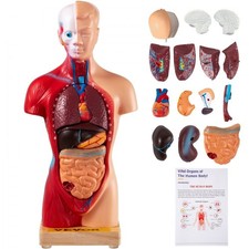 VEVOR Human Torso Anatomy Model, 15 Parts, 11 Inch Human Body