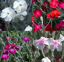 Lychnis Coronaria ? Mix 100 Seeds White Pink Neon Red Rose Campion