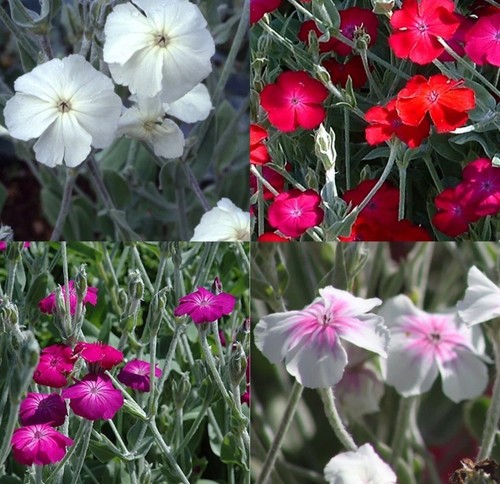 Lychnis coronaria mix - mix, 100