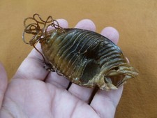 (s800-196) 4" Australian Swell