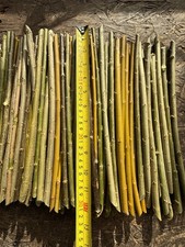 Willow Cutting, Whips