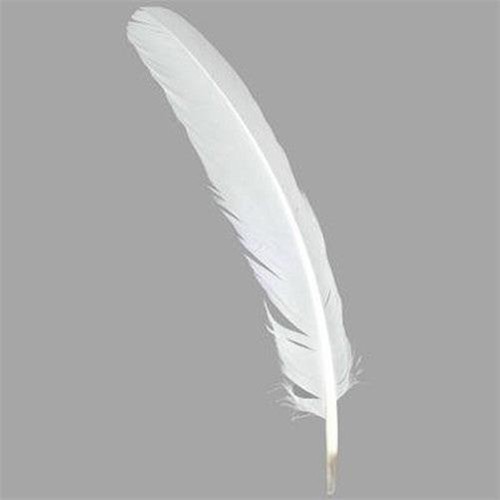 Quill feathers white - feathers,