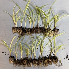 20 x Spider Plant Plugs Chlorophytum Variegatum **Green House Clearance**