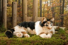 Tortoiseshell Cat 'Celsa' by