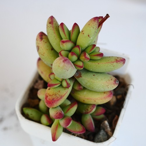 Crassula nudicaulis var herrei - crassula,
