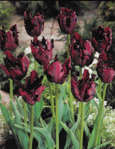 500 black parrot tulip - parrot, bulbs