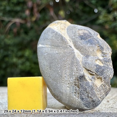 Hemiaster fossil echinoid - hemiaster,