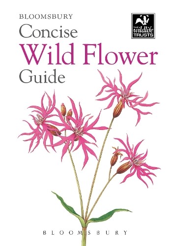 Concise wild flower - concise,