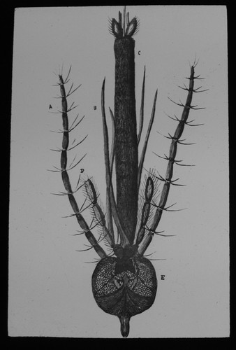 Magic lantern slide - slide, a