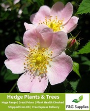 Dog Rose Rosa native bare root hedge tree saplings whips hedging plants presale