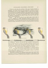 American King Crab, Animal Book Illustration (Print), c1916