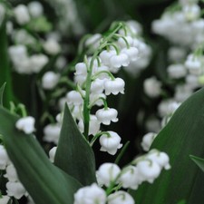 White Lily of the Valley
