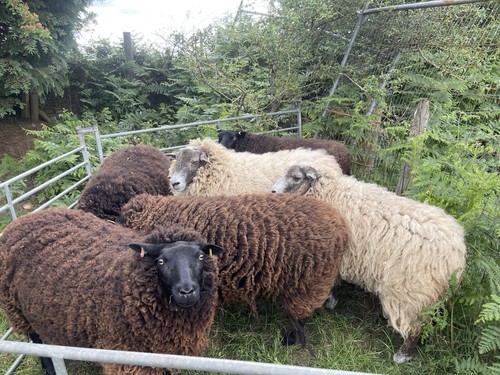 Hebridean cross herdwick - hebridean,