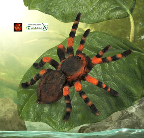 Mexican red knee tarantula - mexican,