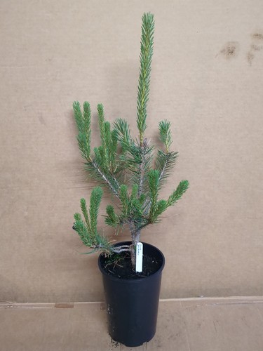 Scots pine tree plant - scots, pinus
