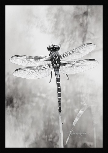 Dragonfly art beautiful framed - dragonfly,