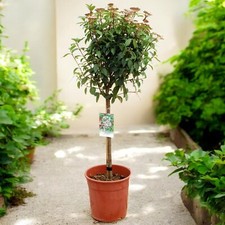 Viburnum tinus Eve Price Patio