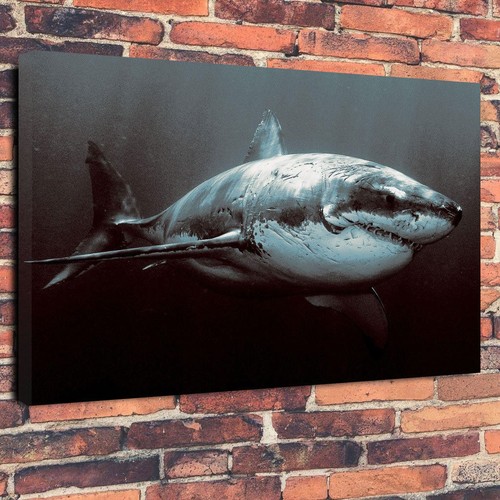 Great white shark - great,