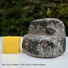 Ichthyosaur Articulated