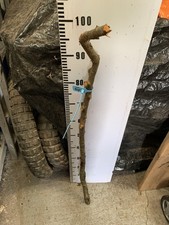 Blackthorn Thorny SHANK