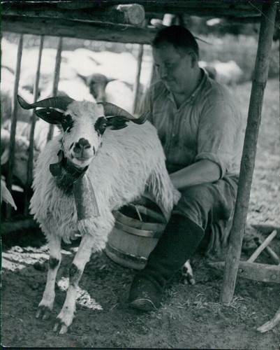 Sheep cheese leader wears bell - sheep,