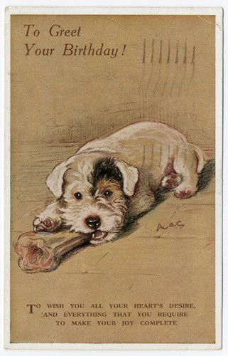 Wire haired jack russell fox - wire,